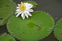 Singapore 05 03 Singapore Botanic Gardens Sacred Lotus with White Flower